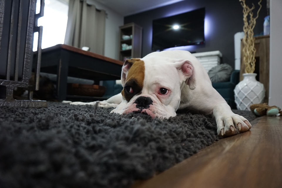 Pet and Odor Stain Removal